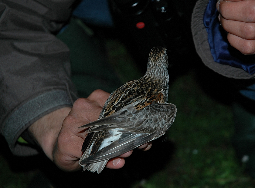 Dunlin, Sundre 20070802